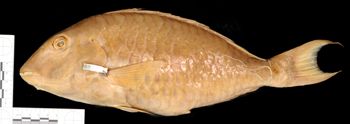 Media type: image;   Ichthyology 14520 Aspect: lateral